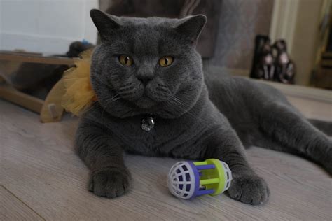 How Long Do British Shorthair Cats Live Happy Paws