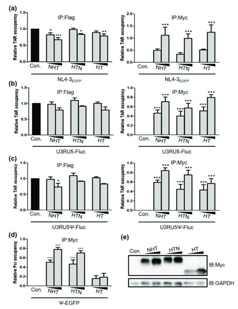 NHT HTN And HT Interact With Viral RNA HEK293T Cells Were