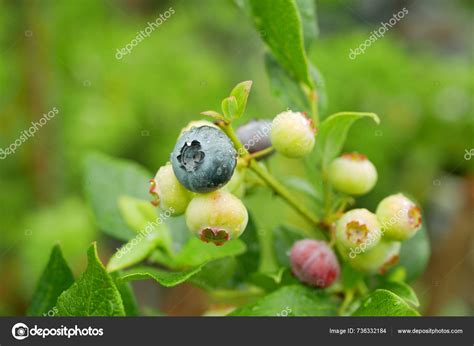 northern highbush blueberry vaccinium corymbosum close north american