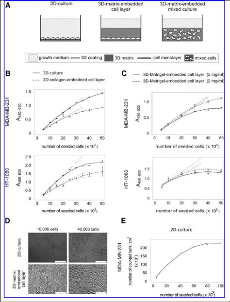 Figure From The Xtt Cell Proliferation Assay Applied To Cell Layers