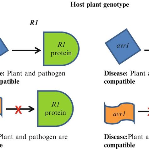 Pdf Breeding For Biotic Stress Resistancetolerance In Plants