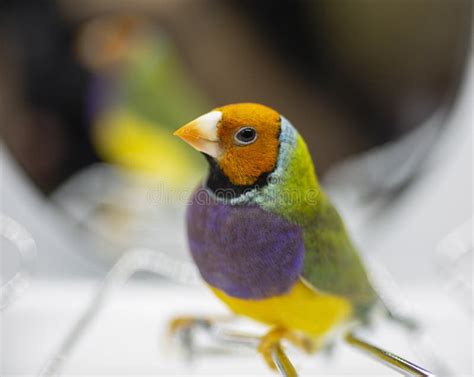 Gouldian Finch Series Green With An Orange Head And Purple Breasts