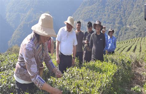 墨脱县首批春茶茶青开始采摘