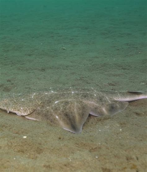First underwater footage of a rare Angelshark taken in Wales | ZSL