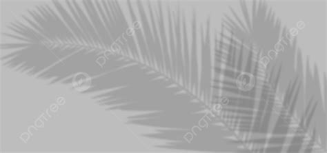 Palm Leaves Shadow Gray Background Background Fram Leaf Background