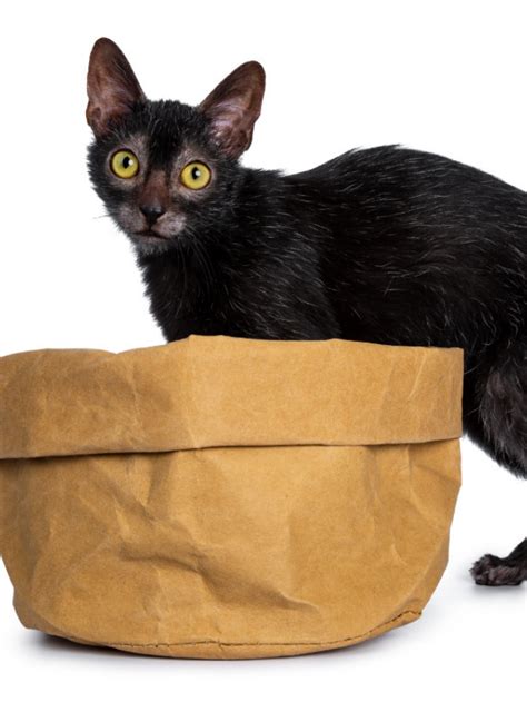 16 Things to Know About Lykoi Cats Story - The Discerning Cat