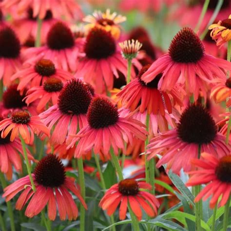 Echinacea Purpurea Artisan Red Ombre Flower X 10 Seeds Veggie