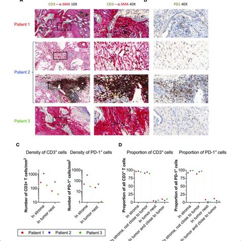 Cafs Inhibit T Cell Proliferation But Cox 2 Inhibition Partially Download Scientific Diagram