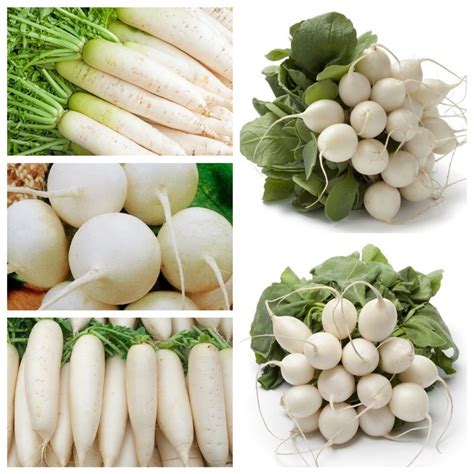 Kedai 8 Benih Biji Lobak Putih White Radish Daikon Raphanus Sativus Var