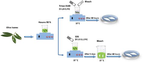 Schematic Image Of The Protcols Used For Olive Leaf Decellularization