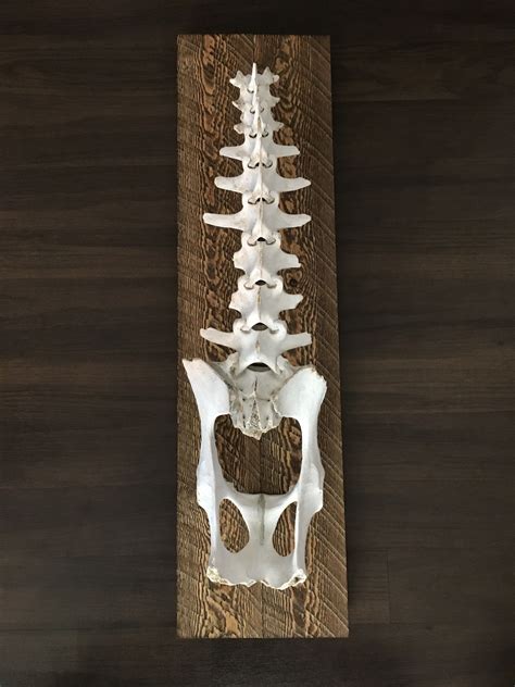 Bighorn Sheep Spine | Animal skull decor, Bone art, Skull wall art