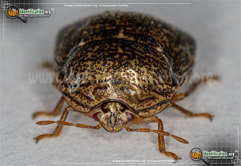 Kudzu Bug