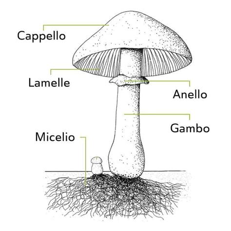 Funghi A Quale Regno Appartengono E Descrizione Studia Rapido