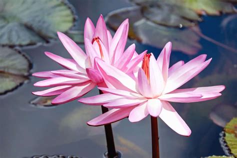 Free Picture Lily Waterlily Nature Leaf Flora Lotus Aquatic Flower