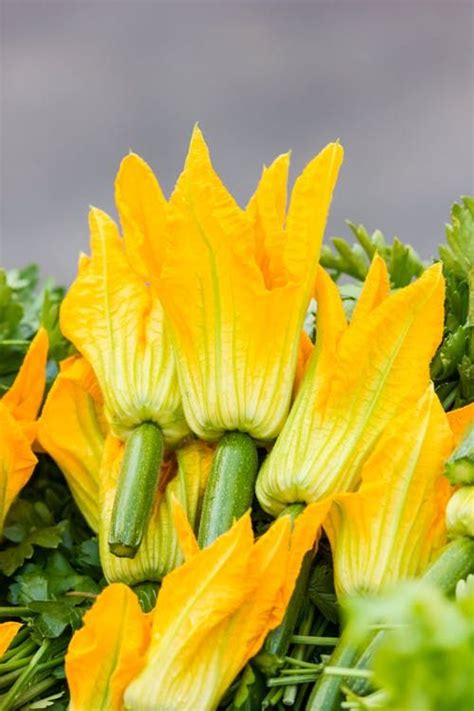 What You Need To Know About Squash Blossoms The Flower We Love To Fry