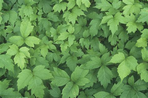 How To Identify Poison Ivy