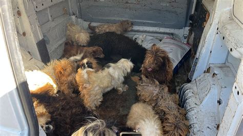 Canile Abusivo Sequestrato Nel Napoletano Dentro Cani In Condizioni