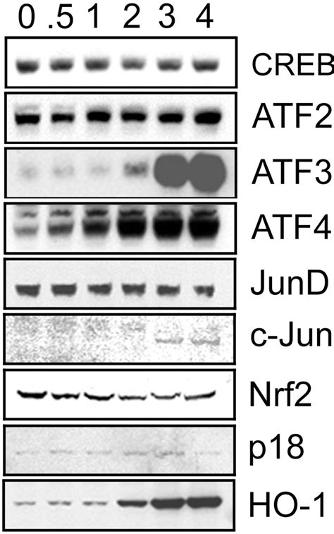 Identification Of Activating Transcription Factor 4 Atf4 As An Nrf2