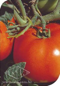 Semente De Tomate Super Marmande Ga Cho Ma Casa Das Sementes Lavras