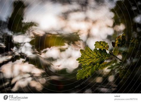 Herbstblatt Umwelt Natur Ein Lizenzfreies Stock Foto Von Photocase