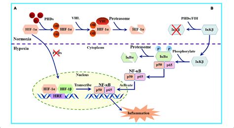 Schematic Diagram Of The Nf Kb Activation Pathways A Under