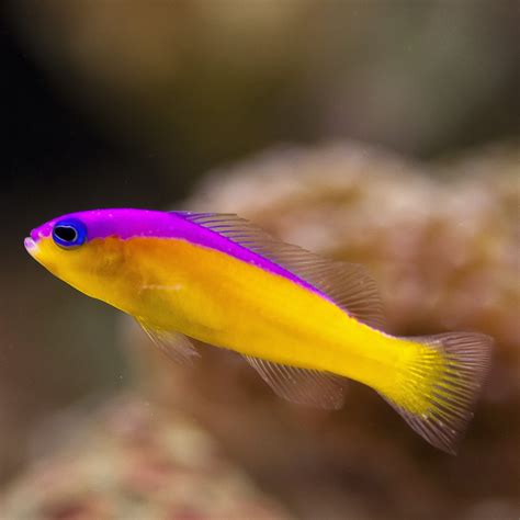 Diadem Dottyback Pictichromis Diadema Pseudochromidae Pesti Acvarii