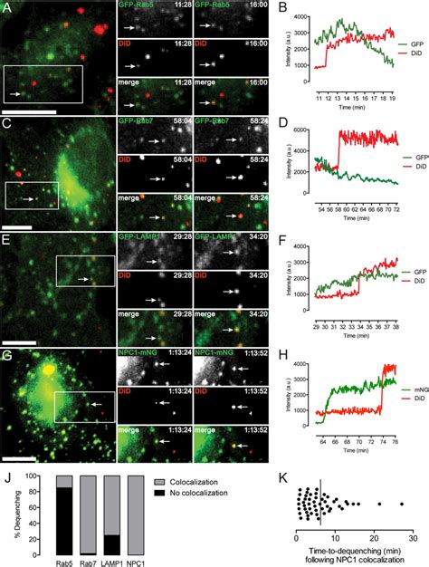 A To H Endosomal Localization Of Ebov Gp Triggering Colocalization