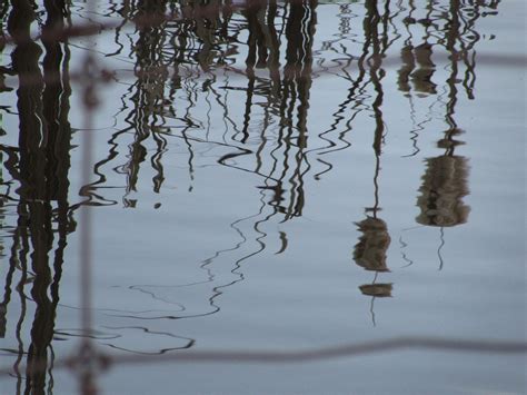 Reflection Pond Forest - Free photo on Pixabay - Pixabay