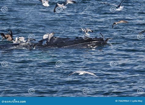 Humpback Whale Bubble Feeding Stock Photo Image Of Atlantic Fluke