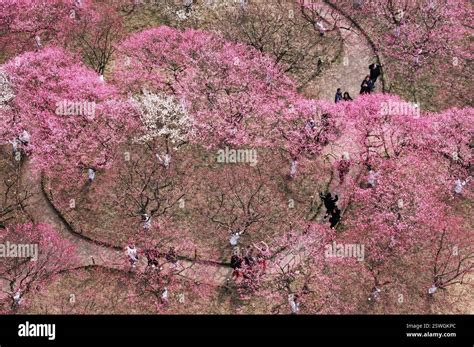 Plum Blossoms Bloom In Hangzhou City East China S Zhejiang Province