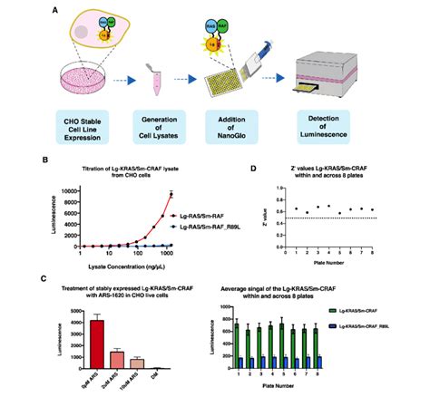 The Nanobit Biochemical Assay Nbba Functions In Stable Cell Line