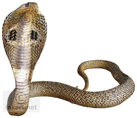 Snake Indian Cobra King Cobra Cobra Snake Transparent Background Png