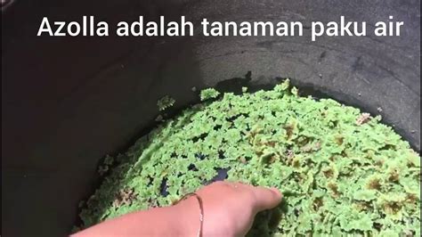 TANAMAN AZOLLA SEJUTA MANFAAT YouTube