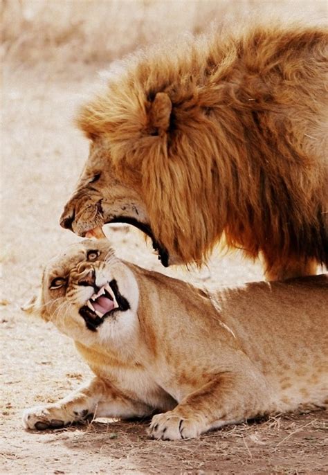 9 Best Mr And Mrs Lion Images On Pinterest Big Cats Wild Animals And