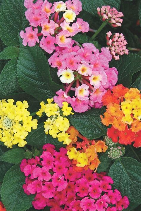 Caring For Lantana Plants Growing And Care Of Lantanas Artofit