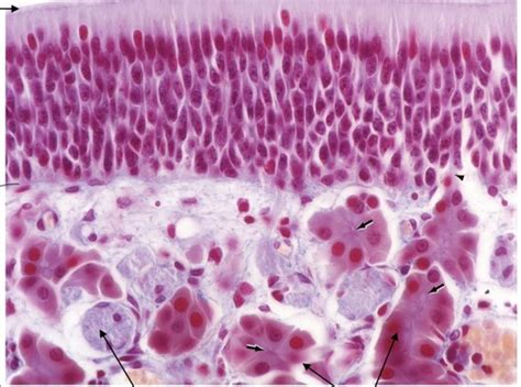 Respiratory System Histology Flashcards Quizlet