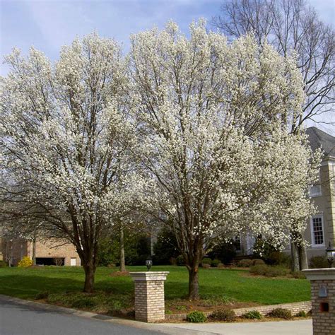 Bradford Flowering Pear Trees For Sale