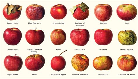 Apple Varieties Chart