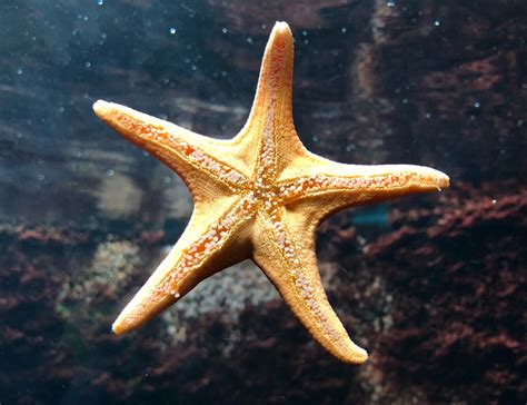 12 Starfish Facts About The Immortal Sea Creature