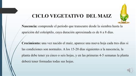 CICLO VEGETATIVO DEL MAIZ YouTube