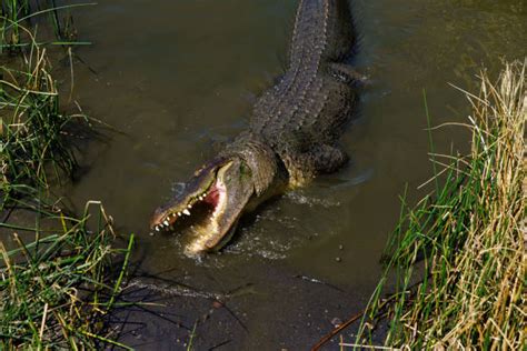 Alligator Attack Stock Photos Pictures And Royalty Free Images Istock