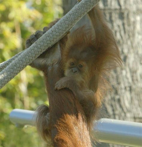 Adorable Baby Orangutan Learns To Climb Orangutan Baby Orangutan