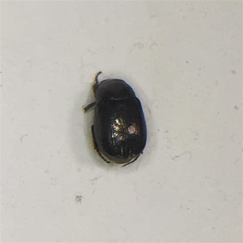 Found this bronze-colored beetle in my bag, barely alive (the beetle