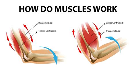 Movement process of the arm muscle Biceps and Triceps 1928991 Vector ...