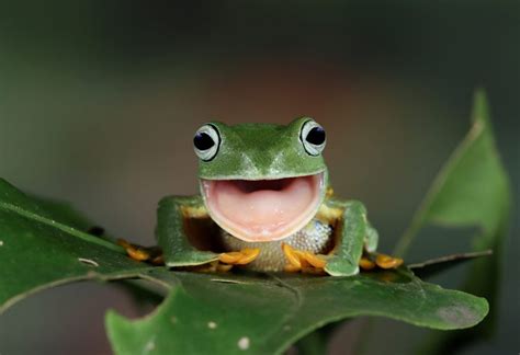 Teach Kids About Amphibians Types Characteristics And Facts