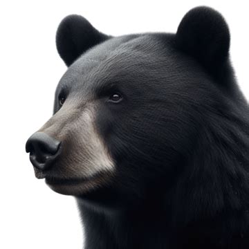 Primer Plano De Oso Negro Americano Con Fondo Blanco De Muy Alta