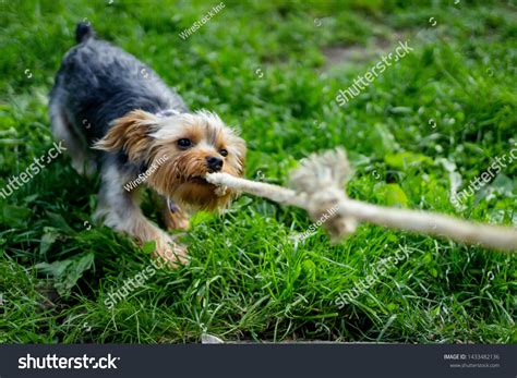 Teeth Pulling The Rope Images Stock Photos Vectors Shutterstock