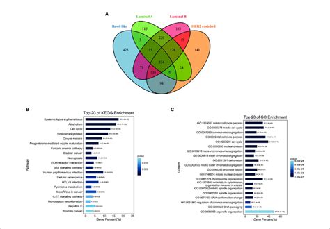 Functional Enrichment Analysis Of Differentially Expressed Genes In