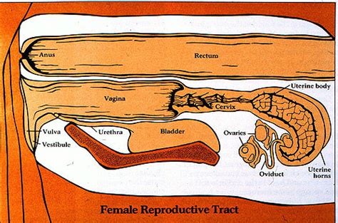 Female Cow Reproductive System Diagram - alternator