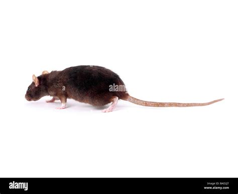 A Common Brown Rat Having A Sniff Stock Photo Alamy